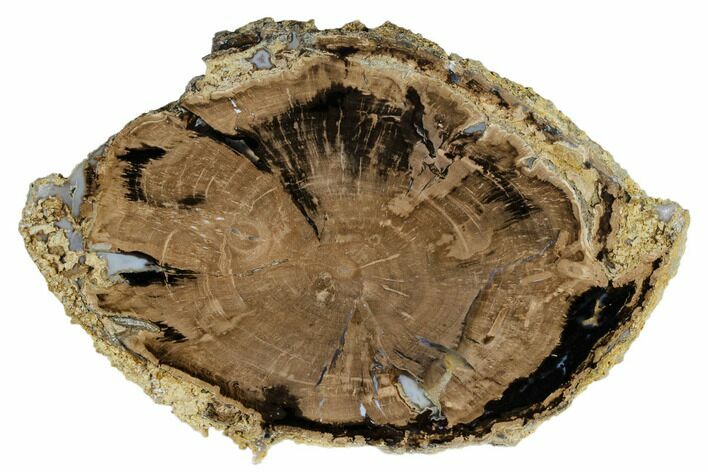 Polished Petrified Wood (Schinoxylon) Round - Wyoming #184848